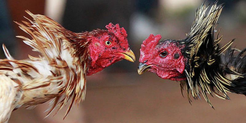 Kèo đá gà thomo thắng thua