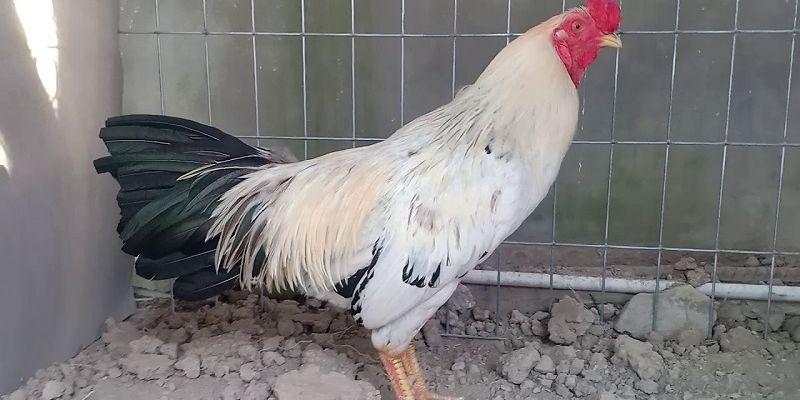 Màu Mạng Đá Gà