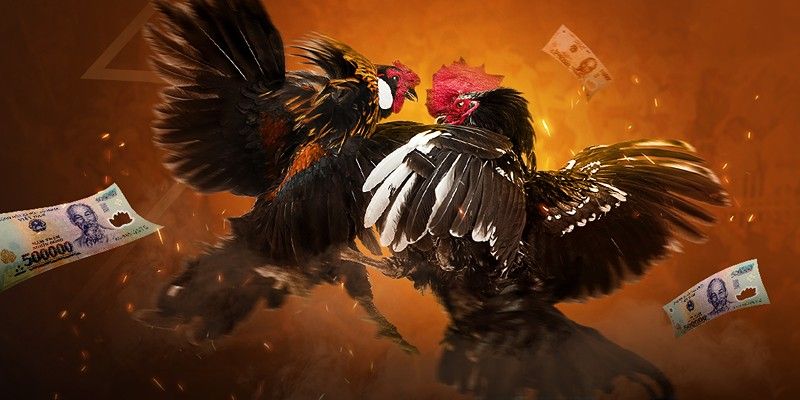 Sự quan trọng của thuật ngữ đá gà F168